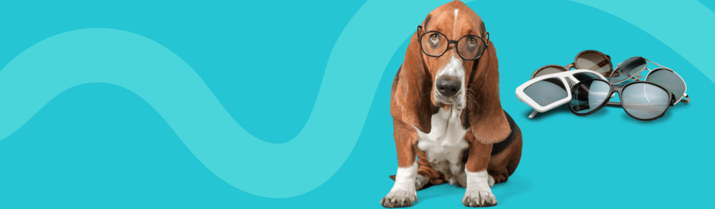 Dog wearing glasses on teal background